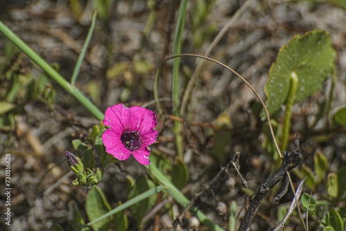 flor