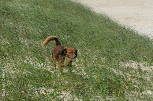 cachorro
