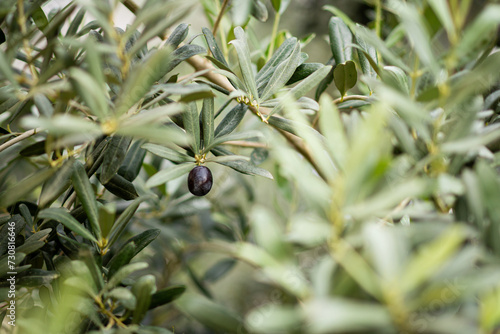 Olives on the tree. Landscape Harvest ready to make extra virgin olive oil. photo