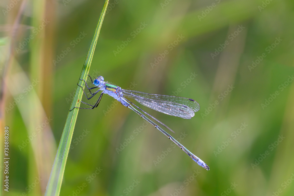 Lestes sponsa - emerald damselfly - in their natural habitat Lestes sponsa - emerald damselfly - in their natural habitat
