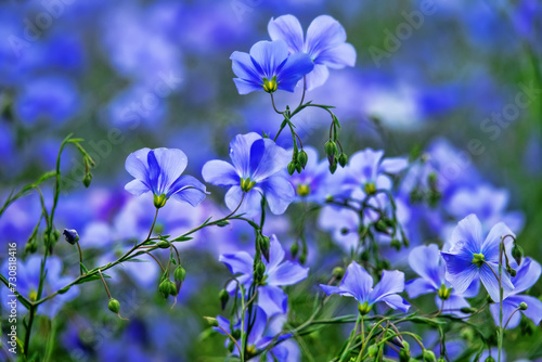 Long-stalked flax (Linum usitatissimum) blooms massively in large areas of dry steppe. Northern Black Sea Region. It gives fiber (industrial plant), oil (including for artists), therapeutic Semen Lini