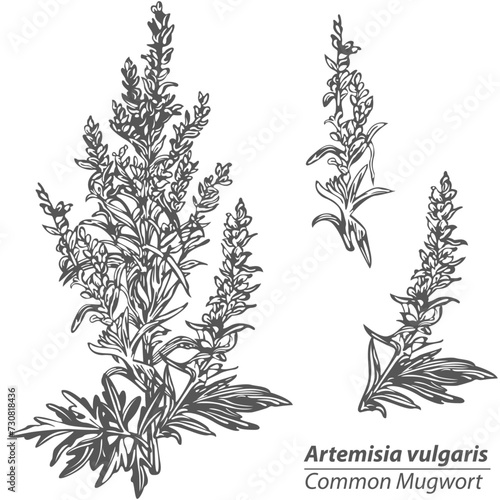 Vector of Common Mugwort