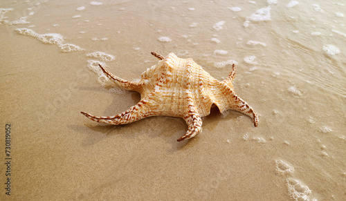 Closeup of a Natural Chiragra Spider Conch Shell Isolated on Sandy Beach with Bubble of Sea Waves photo