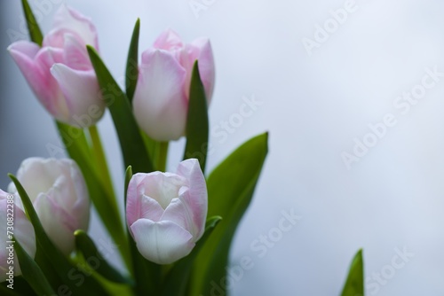 Beautiful  fresh  white-pink tulips in a vase. Photo with shallow depth of field for blurred background.