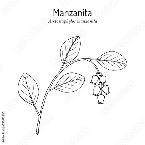 Manzanita (Arctostaphylos manzanita), medicinal plant