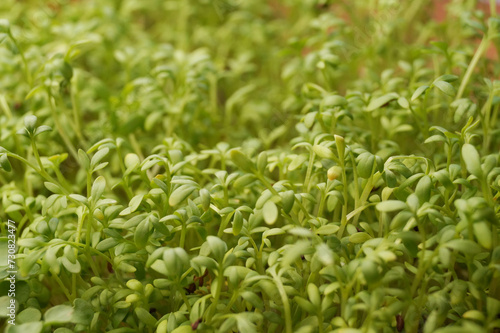 Microgreen field, macro plant. The concept of a home garden. Spring. Macro. Side view.     © Photo