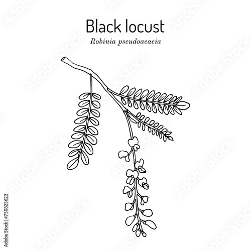 Black locust (Robinia pseudoacacia), ornamental and medicinal plant
