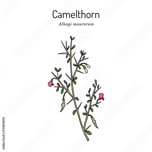Camelthorn (Alhagi maurorum), medicinal plant