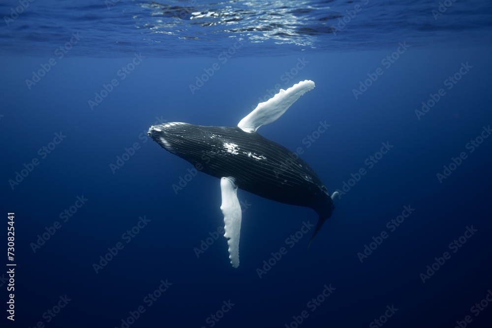 Fototapeta premium Baleine à bosse Polynésie Moorea