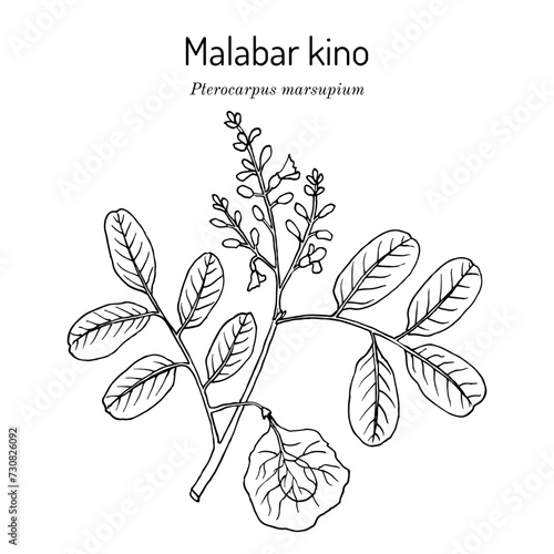 Malabar kino (Pterocarpus marsupium), medicinal plant