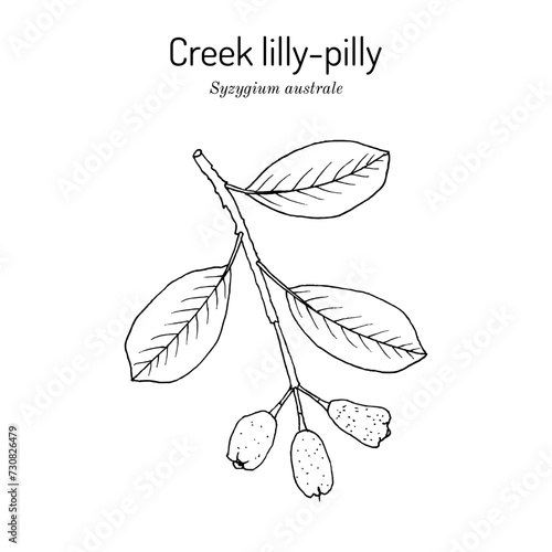 Creek lilly-pilly (Syzygium australe), edible, ornamental and medicinal plant