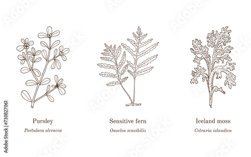 Collection of edible and medicinal plants