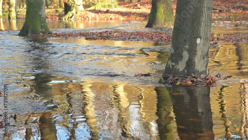 Overflowing Leuvenum forest creek after heavy rains in the Veluwe nature reserve in Gelderland, The Netherlands. photo