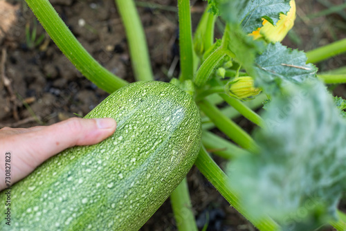 a farmer collects ripe green zucchini fruits from a bush, close-up. Growing vegetables in the garden