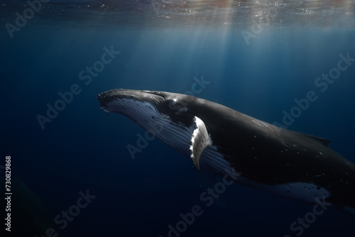 Baleine à bosse Polynésie Moorea