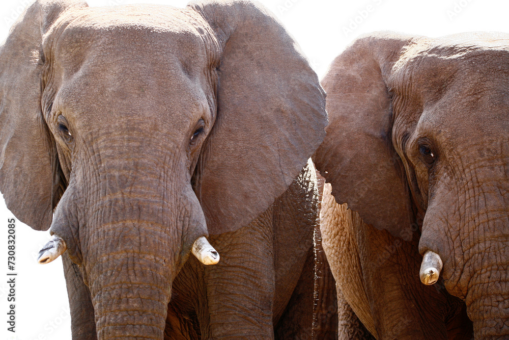 Naklejka premium Elephants in the wild.