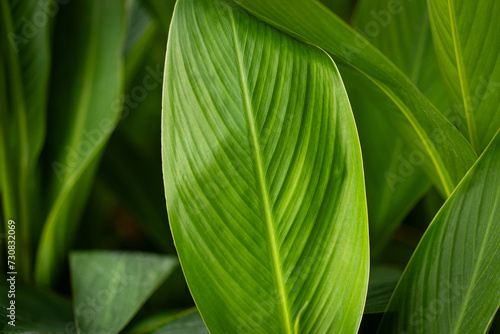 Tropical banana leaf. Leaves texture. Green background