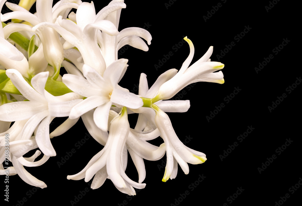 Delicate spring flower of white Hyacinth isolated on black background, close up Delicate spring flower of white Hyacinth isolated on black background, close up