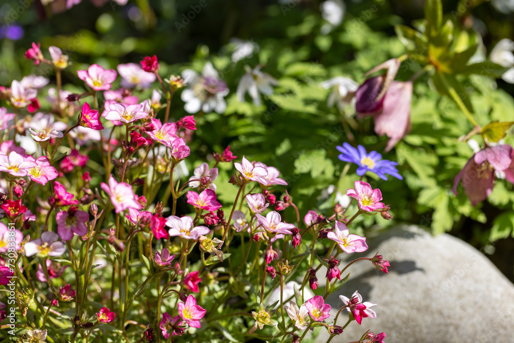 Obraz premium Red spring flowers of saxifraga × arendsii blooming in rock garden, close up