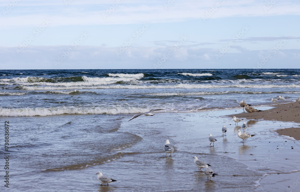 Foamy water of the Baltic Sea, sea gulls walking on the sand, Island Wolin, Miedzyzdroje, Poland