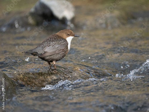 Wasseramsel (Cinclus cinclus) photo