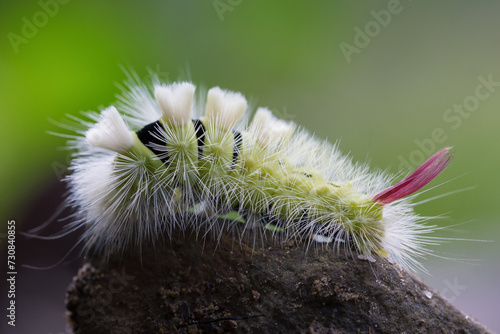 Calliteara pudibunda, the pale tussock, is a moth of the family Erebidae. Caterpillar Calliteara pudibunda - perfect macro details in the natural environment. photo