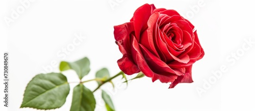 The flower is a single red rose with green leaves  belonging to the hybrid tea rose plant. It is commonly seen against a white background.