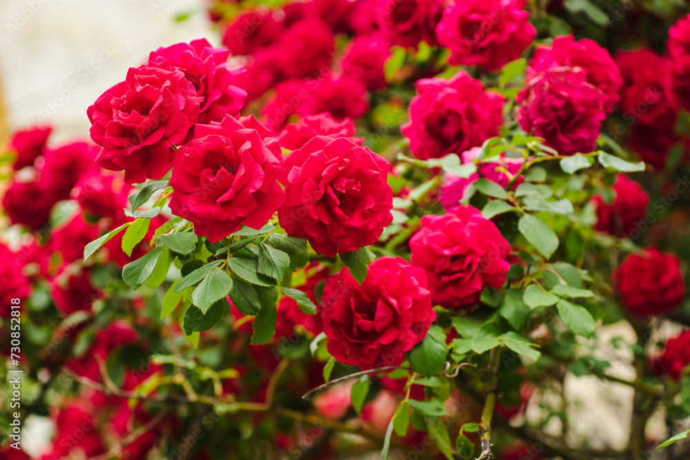 Beautiful fresh roses in nature. Natural background, large inflorescence of roses on a garden bush. A close-up of rose bush with flowering red roses Beautiful fresh roses in nature. Natural background, large inflorescence of roses on a garden bush. A close-up of rose bush with flowering red roses