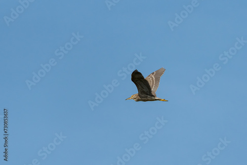 A juvenile black crowned night heron in flight