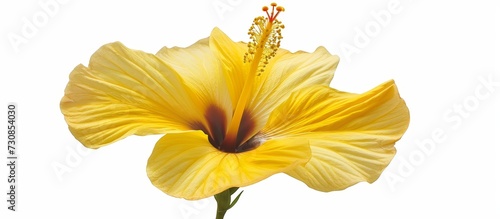 A detailed capture of a yellow hibiscus flower, a beautiful flowering plant with herbaceous characteristics, set against a pure white background. photo