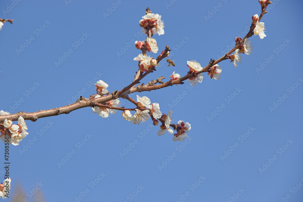 Selective focus of beautiful branches of white blossoms on the tree under blue sky, Beautiful Sakura flowers during spring season in the park, Floral pattern texture, Nature background. Selective focus of beautiful branches of white blossoms on the tree under blue sky, Beautiful Sakura flowers during spring season in the park, Floral pattern texture, Nature background.