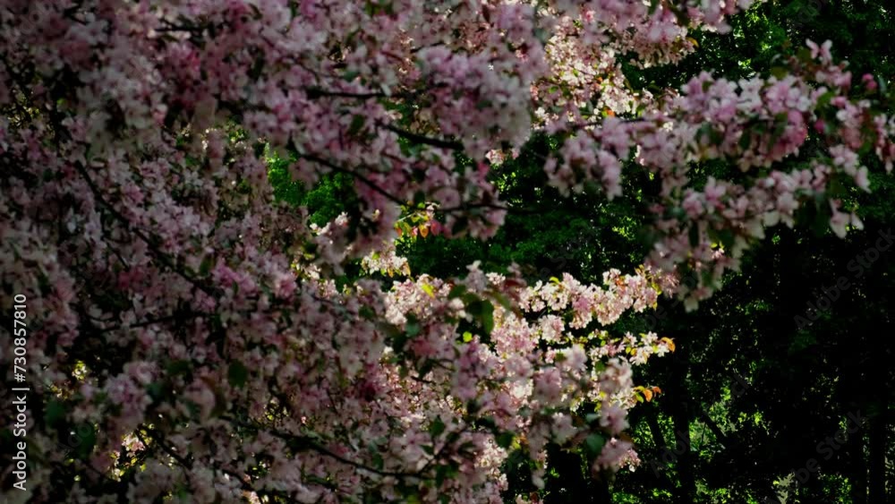 Blossoms fall from trees against beautiful blur orchard blooming background slow motion. Spring view of opening Sakura flowers on branches Cherry tree. Falling cherry blossoms on sunny spring. Japan Blossoms fall from trees against beautiful blur orchard blooming background slow motion. Spring view of opening Sakura flowers on branches Cherry tree. Falling cherry blossoms on sunny spring. Japan