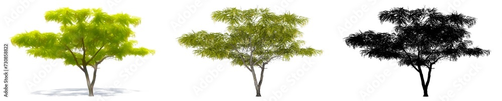 Set or collection of Honey Mesquite trees, painted, natural and as a black silhouette on white background. Concept or conceptual 3d illustration for nature, ecology and conservation, strength, beauty Set or collection of Honey Mesquite trees, painted, natural and as a black silhouette on white background. Concept or conceptual 3d illustration for nature, ecology and conservation, strength, beauty