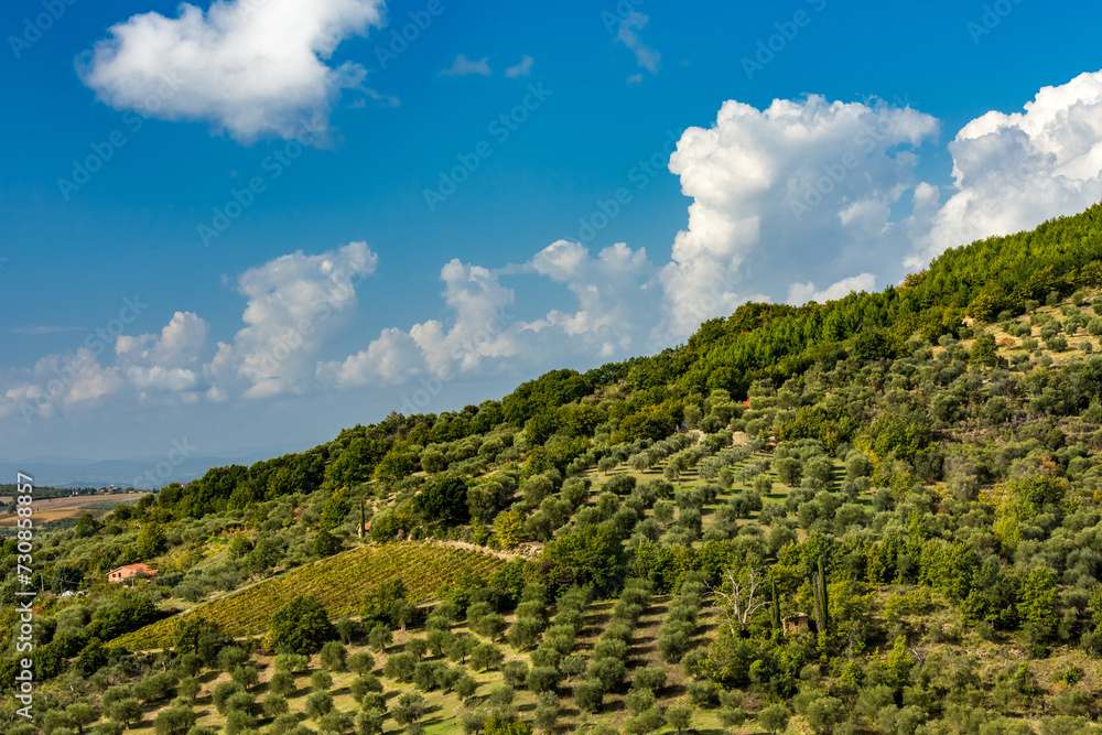 Olive trees forest in region, Seggiano city, Grosseto province,  Tuscany region, Italy, Europe, EU