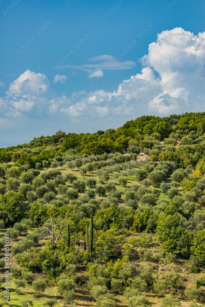 Olive trees forest in region, Seggiano city, Grosseto province,  Tuscany region, Italy, Europe, EU