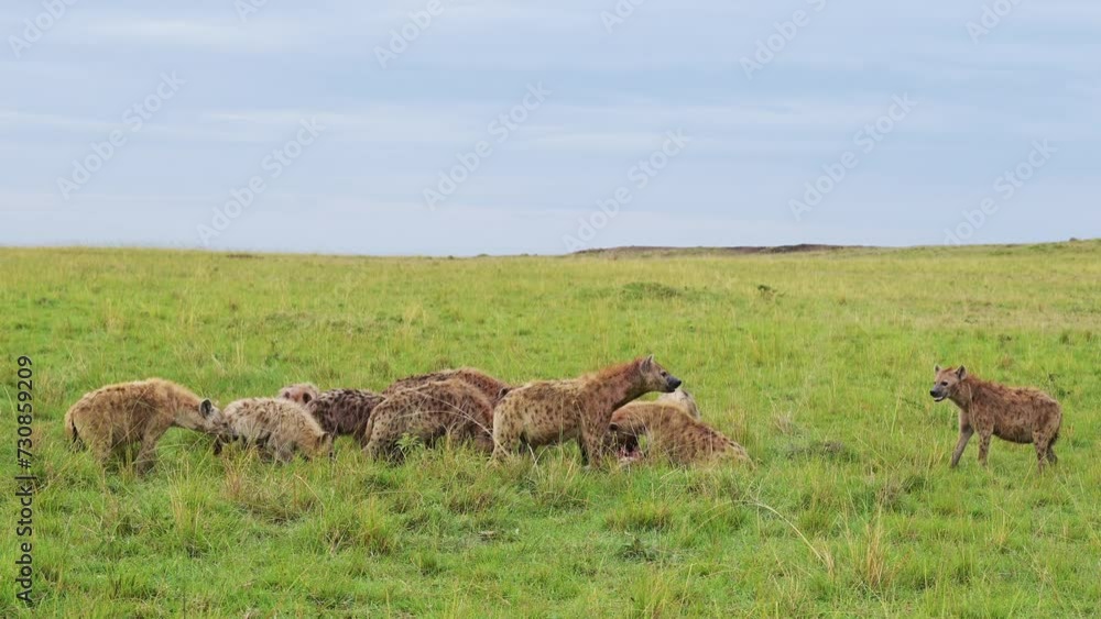 Group collection of Hyenas surrounding a kill eating on scavenged remains of a kill in the Masai Mara North Conservancy, African Wildlife in Maasai Mara National Reserve, Kenya Group collection of Hyenas surrounding a kill eating on scavenged remains of a kill in the Masai Mara North Conservancy, African Wildlife in Maasai Mara National Reserve, Kenya