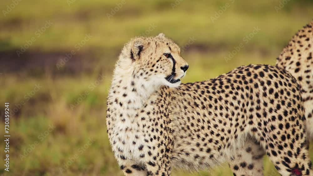 African Wildlife in danger in Maasai Mara National Reserve, endangered animal, need of protection and conservation in Kenya, Africa Safari Animals in Masai Mara African Wildlife in danger in Maasai Mara National Reserve, endangered animal, need of protection and conservation in Kenya, Africa Safari Animals in Masai Mara