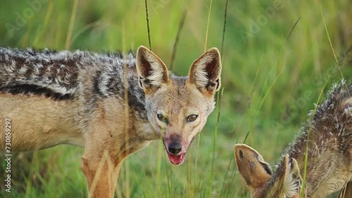 Slow Motion Shot of Close shot of Jackal face with blood around mouth after feeding on dead antelope, African Wildlife in Maasai Mara North Conservancy, Nature in Masai Mara National Reserve photo