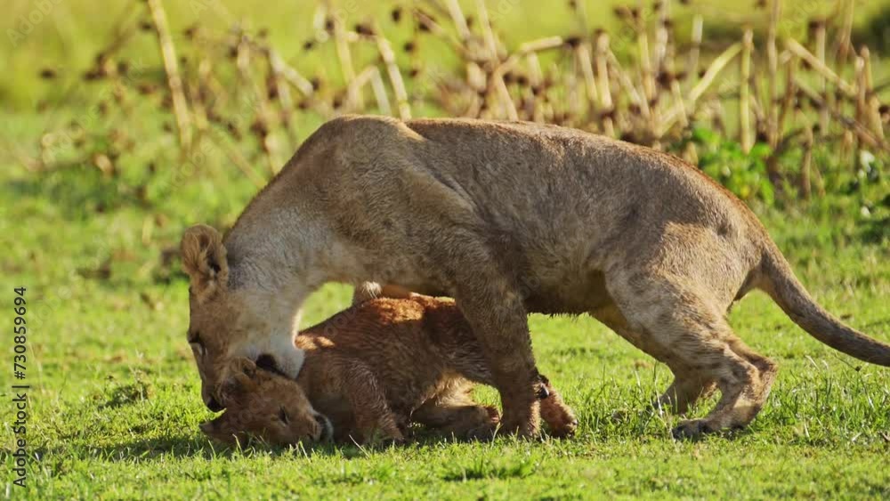 Playful young lion cubs play, excited energy of cute African Wildlife in Maasai Mara National Reserve, Kenya, Africa Safari Animals in Masai Mara North Conservancy Playful young lion cubs play, excited energy of cute African Wildlife in Maasai Mara National Reserve, Kenya, Africa Safari Animals in Masai Mara North Conservancy