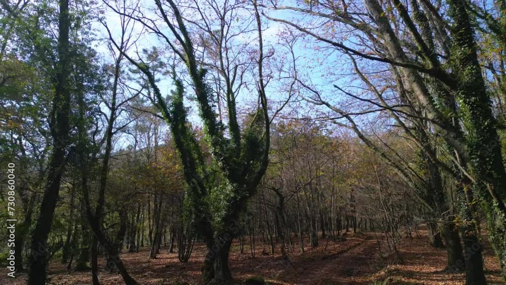 Drone shot of branches and trunks of leafless trees covered with lush green vegetation in the woods Drone shot of branches and trunks of leafless trees covered with lush green vegetation in the woods