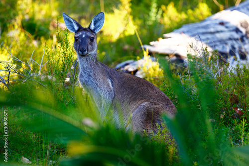 Western Grey Kangaroo, Margaret River, Western Australia.