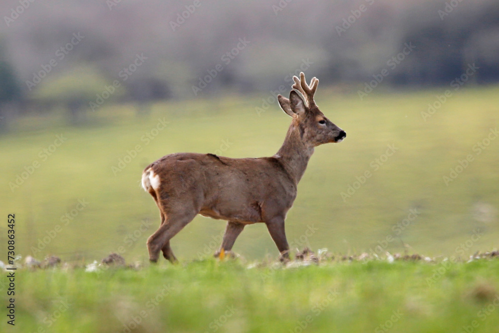 A roe buck with antlers in velvet. A roe buck with antlers in velvet.