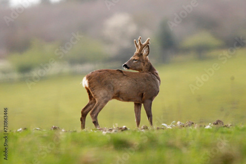 Roe buck with antlers in velvet