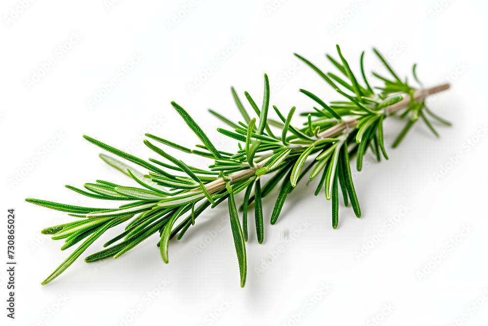 pine branches with white background