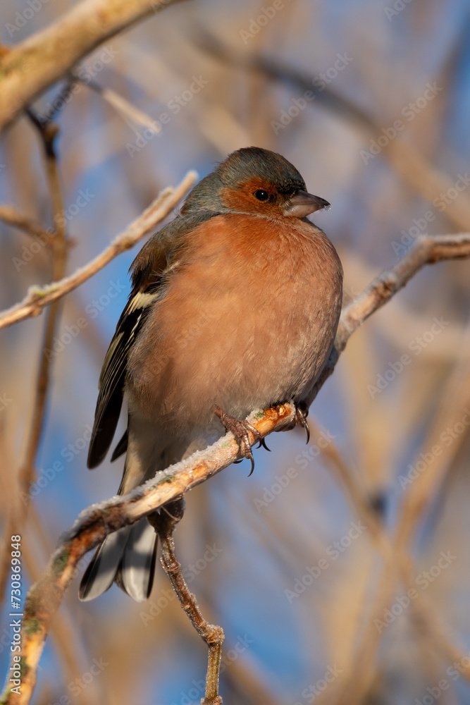 Fototapeta premium Chaffinch on a Snowy Branch