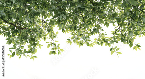 a tree with green leaves hanging above a white background 