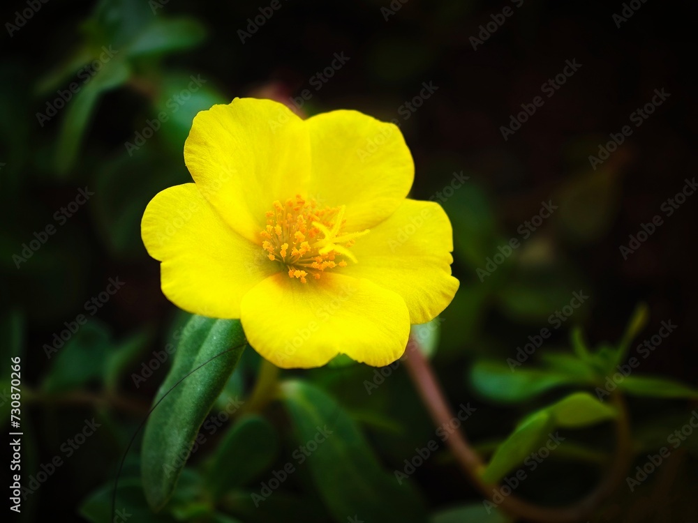 Closeup of a yellow Mexican rose (Portulaca grandiflora) Closeup of a yellow Mexican rose (Portulaca grandiflora)