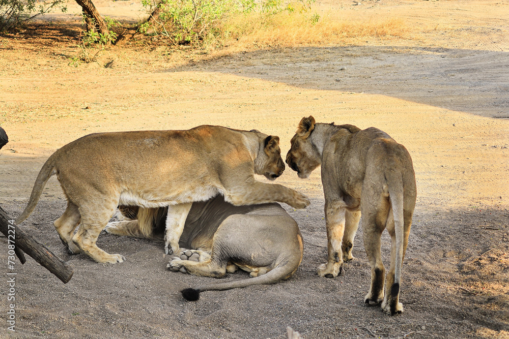 Asiatic Lion family, lion (Panthera leo persica) Asiatic lion is a Panthera leo. Its range is restricted to the Gir National Park and environs in India's Gujarat state. family lion in wildlife. Asiatic Lion family, lion (Panthera leo persica) Asiatic lion is a Panthera leo. Its range is restricted to the Gir National Park and environs in India's Gujarat state. family lion in wildlife.