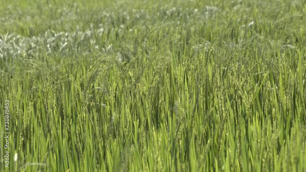 field of rice in wide shot , tight shot field of rice in wide shot , tight shot