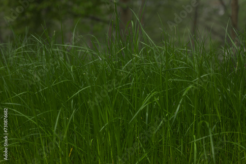 Grüne Grashalme Nahaufnahme